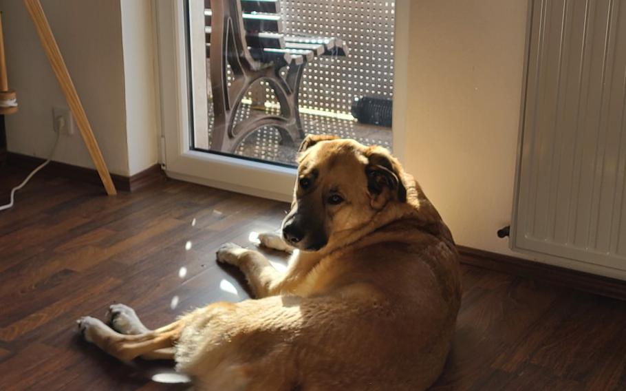 Foster dog sega laying on floor