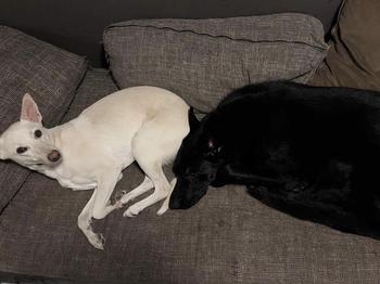 One black and one white German shepherd napping on a grey couch