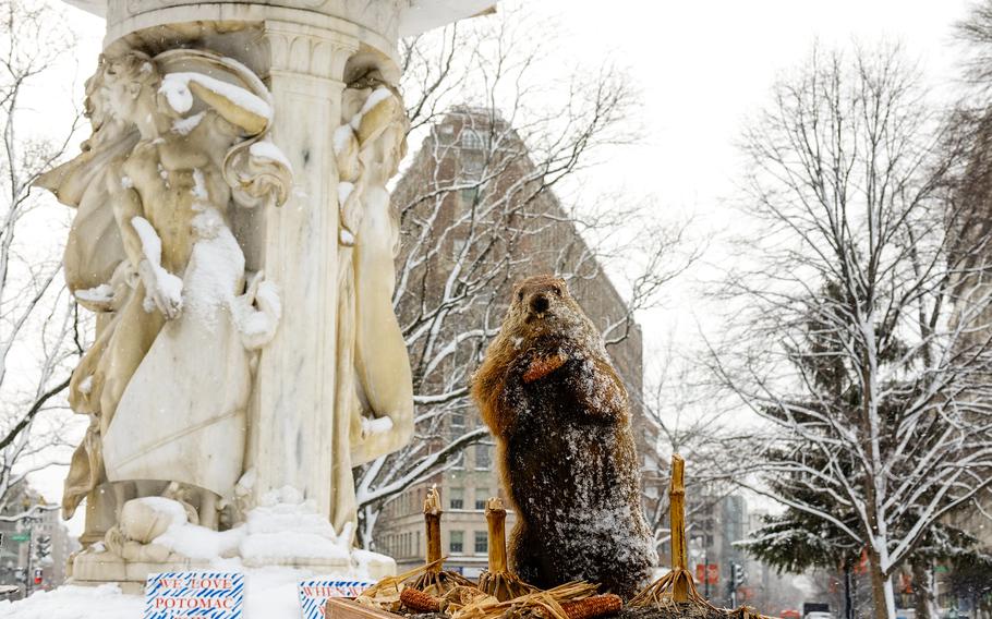 Potomac Phil, a snow-covered groundhog, stands upright holding a piece of corn during a winter Groundhog Day event in Washington, D.C., with a historic marble fountain and city buildings in the background.