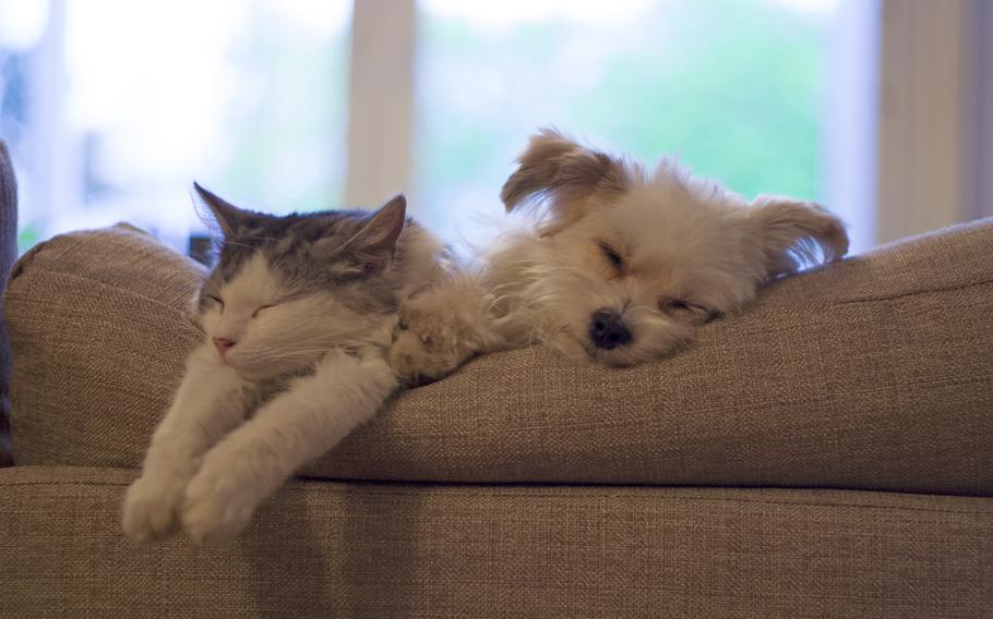 Cat and dog sleeping beside each other on tan couch