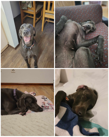 Collage of four pictures of Story, a black Weimaraner in her new home