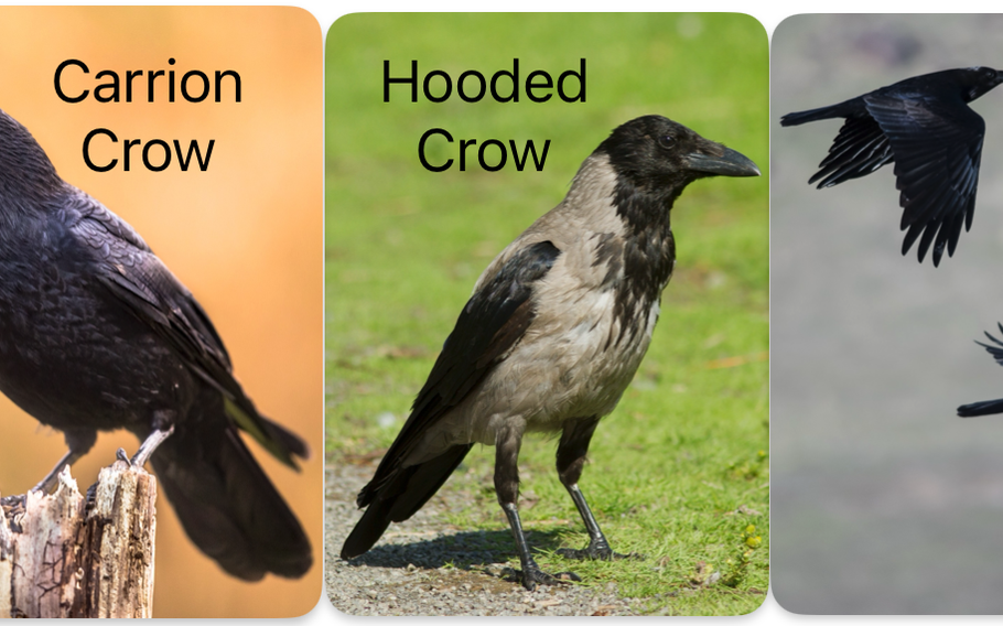 A carrion crow, a hooded crow and a pair of ravens