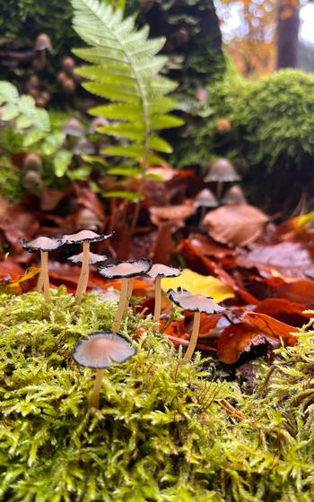  Coprinopsis Atramentaria,Inky Caps