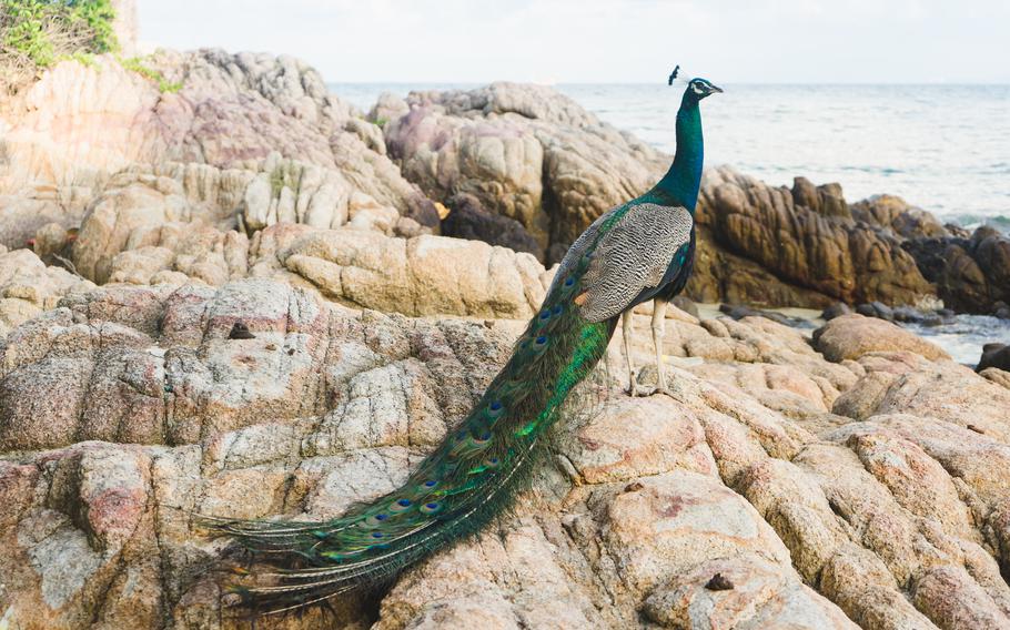 Seeing peacocks in the arid environment was a highlight for this writer.