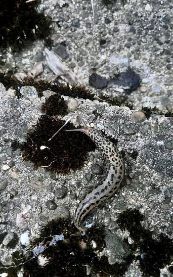 A grey leopard slug is in a semi circle shape, curving around a circle of moss. it’s evening so the colors in the picture almost look black and white. 