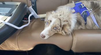 Australian Shepherd laying down on a tan-colored backseat