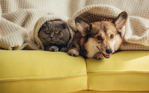 Photo Of Cat and dog sticking out heads from under a blanket while laying on a yellow couch.