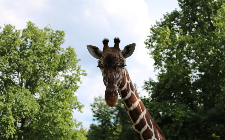 a giraffe at the Wilhelma zoo staring into the camera surrounded by trees 