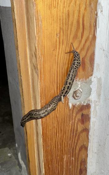 Two leopard spotted slugs are stretched out long, crawling up a light brown, wooden doorframe. 