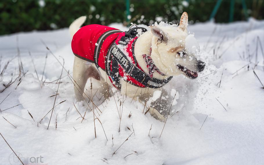 Trip Hazard in the snow