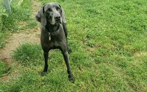 Photo Of Story, a black Weimaraner, standing on the grass