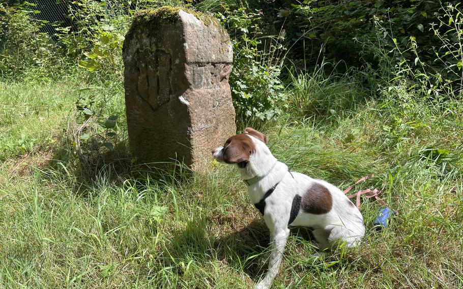 Slim Jim checking out a stone boundary marker near Kaiserslautern, Germany
