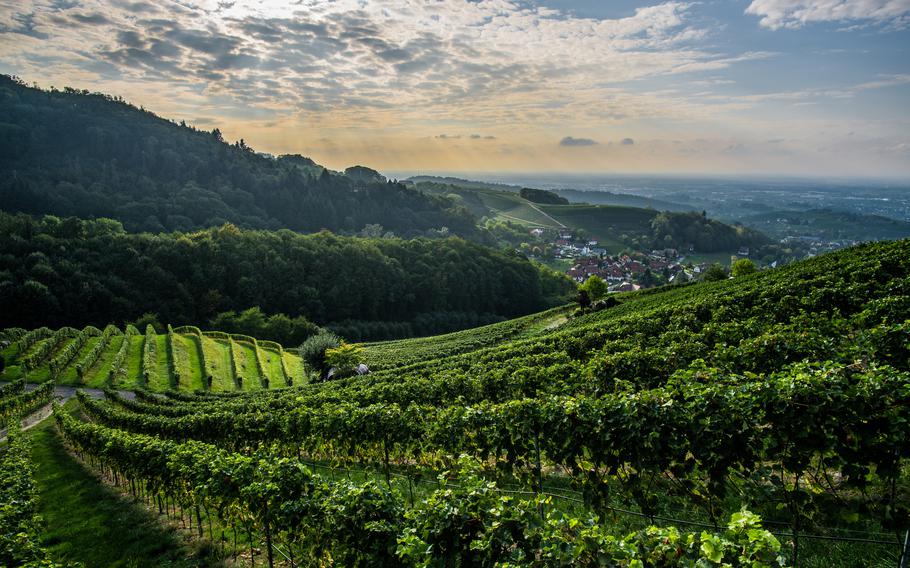 Sasbachwalden in the Black Forest with green vineyards and sunshine
