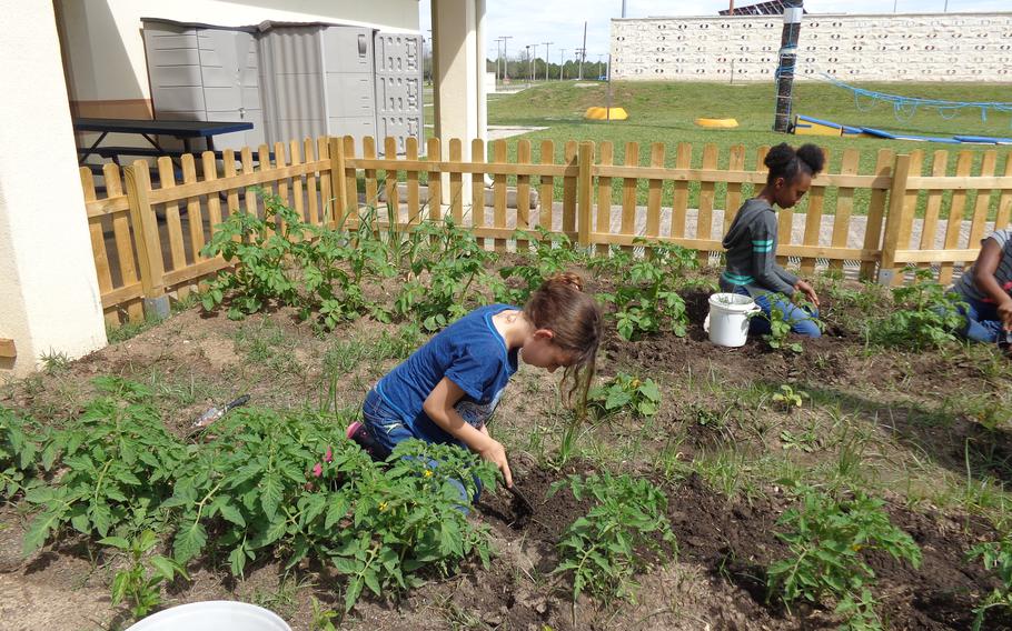 Students working in the garden at Sevilla Elementary Middle School (SEMS) on Morón Air Base in Spain.