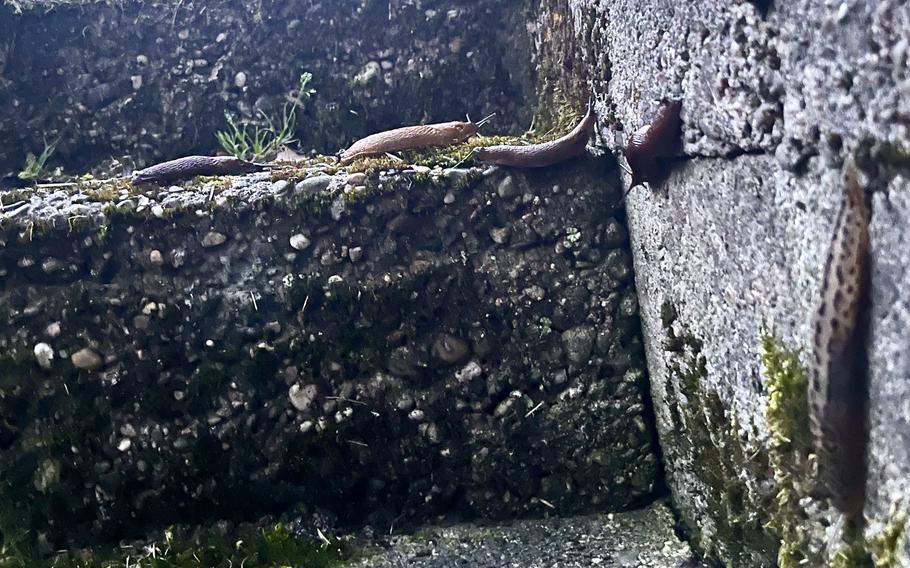 Grey stone garden stairs with moss covering them and a parade of five slugs on the first step, brown, dark brown and leopard spotted slugs all moving in a line to the right.