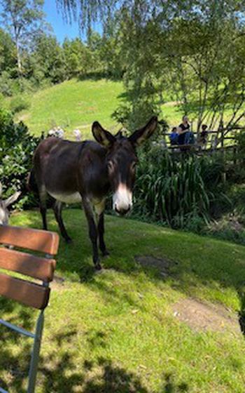 Brown donkey looking right at the camera