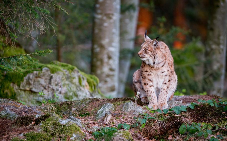 a tan and black spotted lynx photographed in a mossy forest looking to it’s right as if it hears something in the distance. 