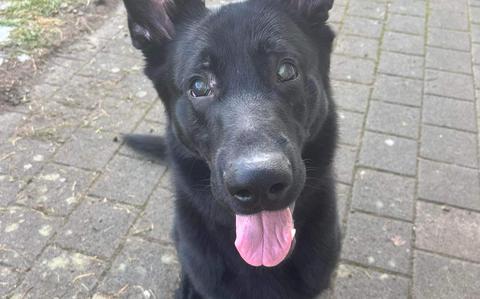 Photo Of Black German Shepherd, sitting and looking up at camera