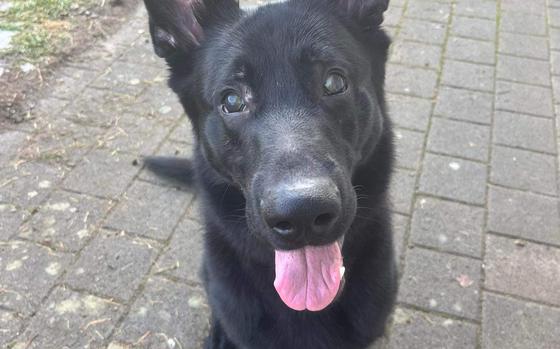 Black German Shepherd, sitting and looking up at camera
