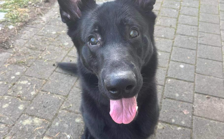 Black German Shepherd, sitting and looking up at camera