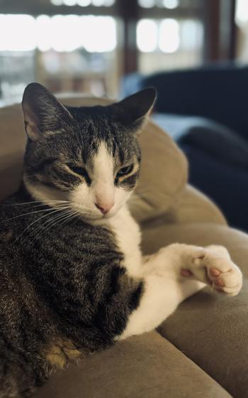 Yasei the Unleashed relaxed on the couch