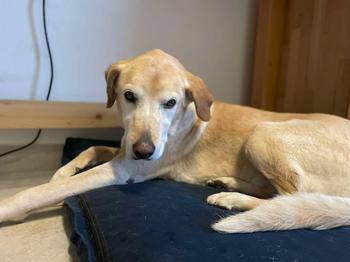 Lucky, a tan German Shepherd/Labrador mix,  laying on his dog bed and looking at the camera