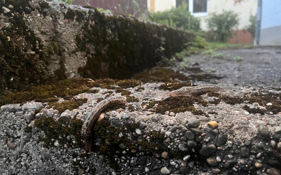 Close up of two greyish leopard slugs crawling on wet green moss, a house is far in the background. 