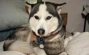 Koda, a Siberian Husky, laying on white sheets, looking at the camera.