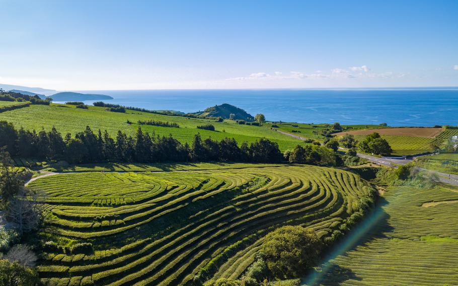 Aerial top view landscape over Tea Plantation of Gorreana (Chá Gorreana). Street path background. Sao Miguel Island, Azores