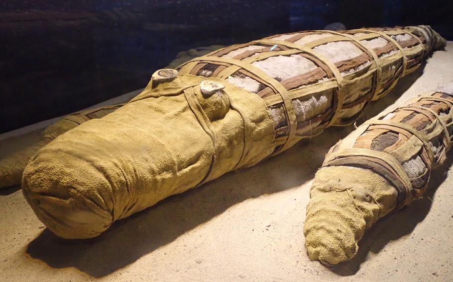 Mummified crocodiles