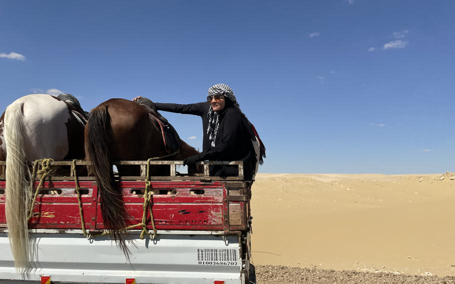 Transporting horses across the desert in Egypt