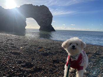 White dog at the beach