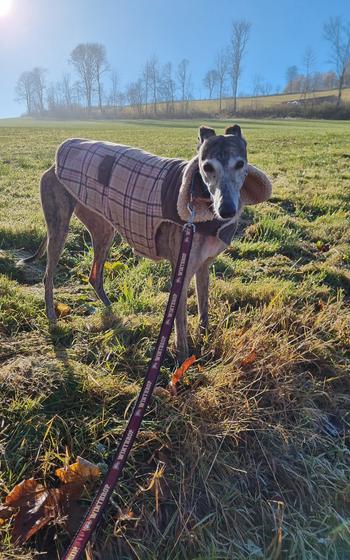 Suzie the greyhound in a field in Seiffen, Germany