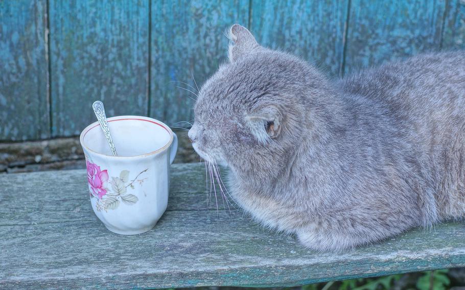 gray cat sits near white ceramic cup on a bench