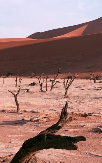 a surreal desert landscape with dunes and tree limbs