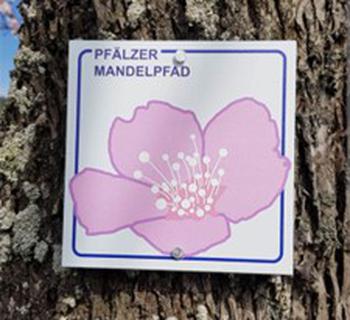 Trail marker on tree with a picture of a single almond blossom which reads “Pfalzer Mandelpfad”