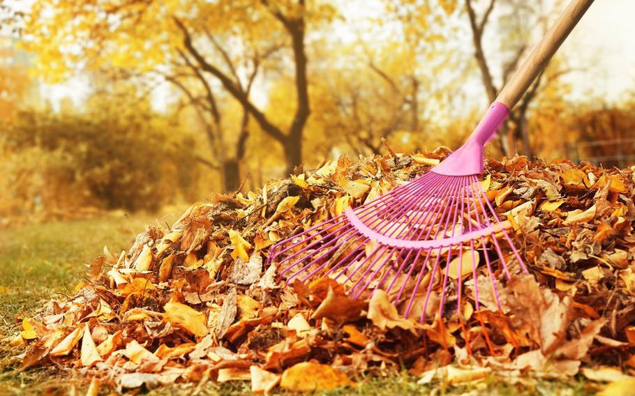 Rake and a pile of leaves