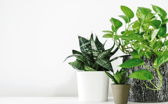 Golden pothos and snake plant