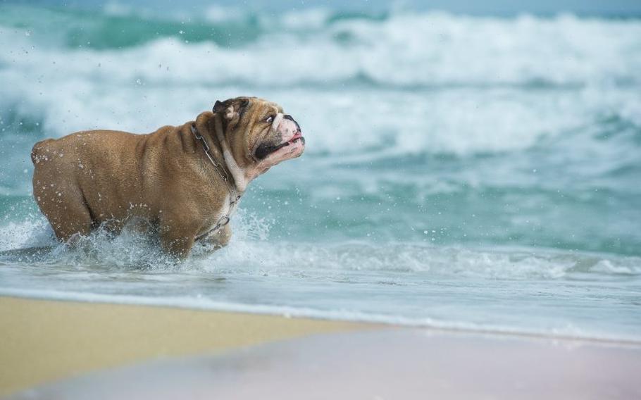 Bulldog splashing in water at beach