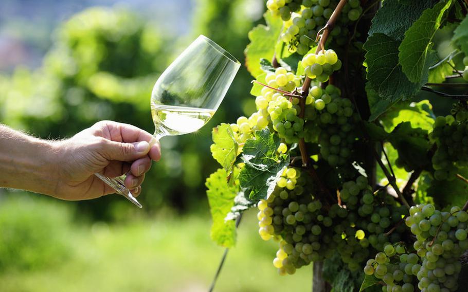 Glass of white wine and Riesling grapes