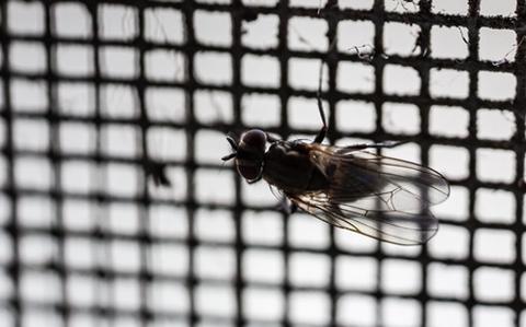 Photo Of How to win your battle with bugs