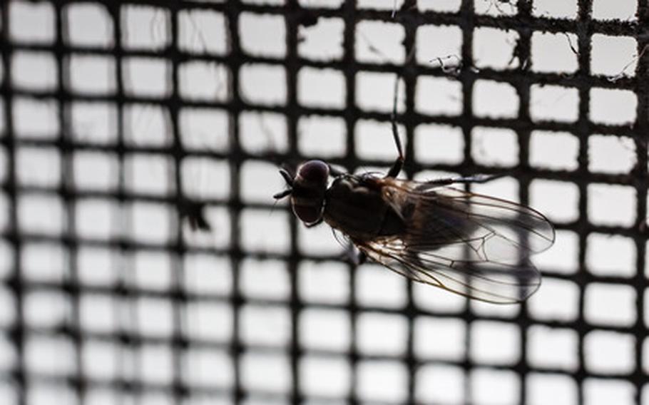 fly on a screen