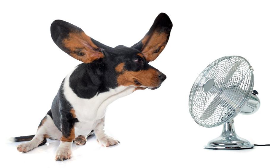 Basset Hound sitting in front of fan with ears blowing back