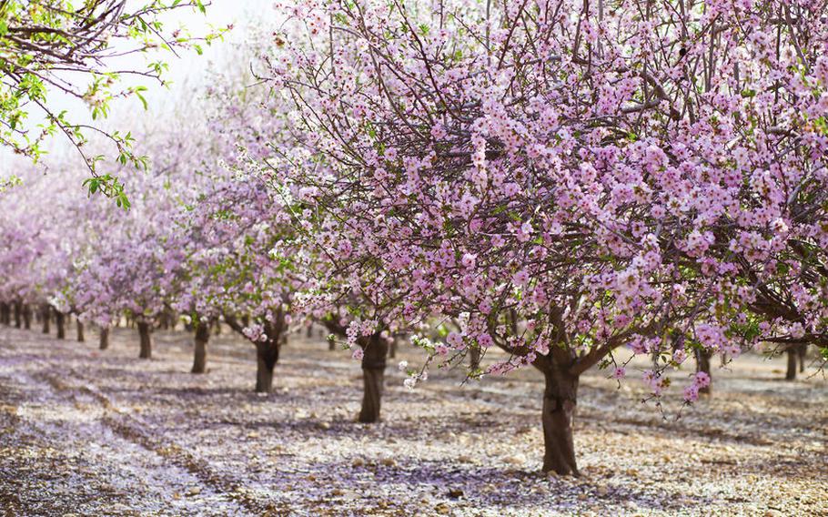 Cherry Blossoms