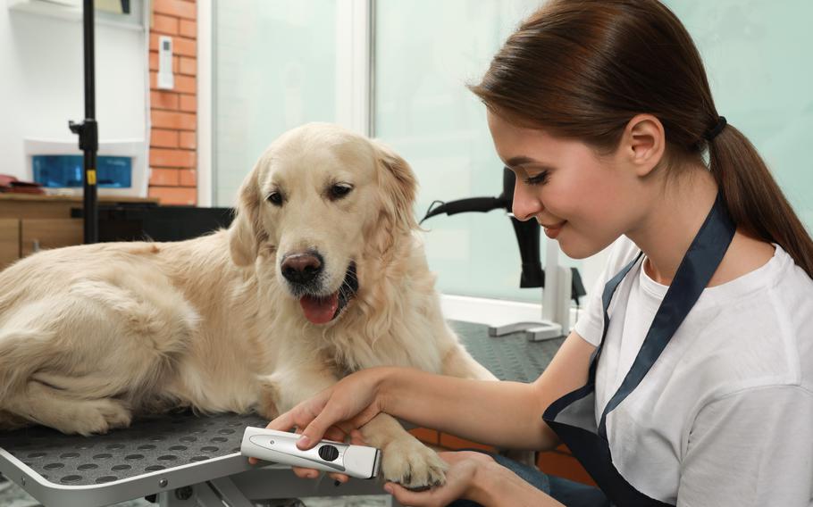 Women grooming a big dog.