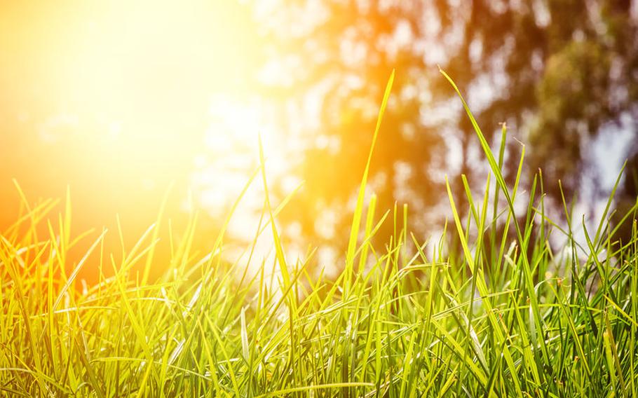 grass