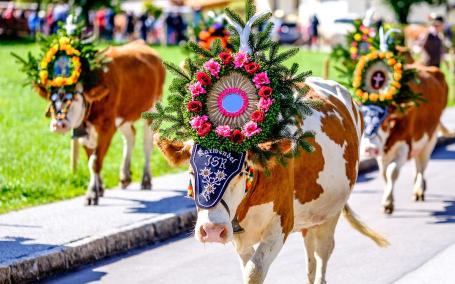 The Almabtrieb in Austria