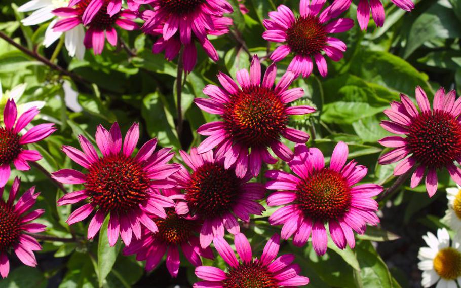 Red coneflowers