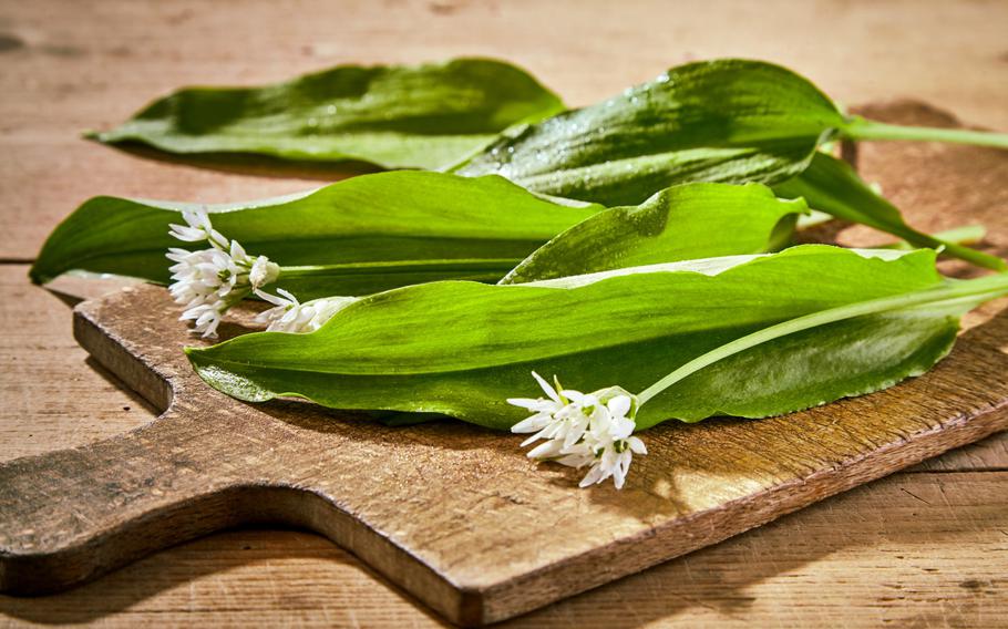 Bärlauch (wild garlic) offers a taste of spring