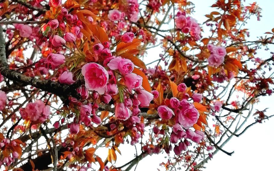 Flowers | Photo by Karen Bradbury